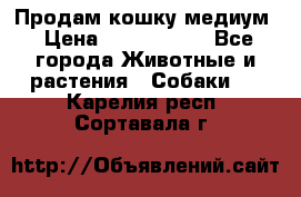 Продам кошку медиум › Цена ­ 6 000 000 - Все города Животные и растения » Собаки   . Карелия респ.,Сортавала г.